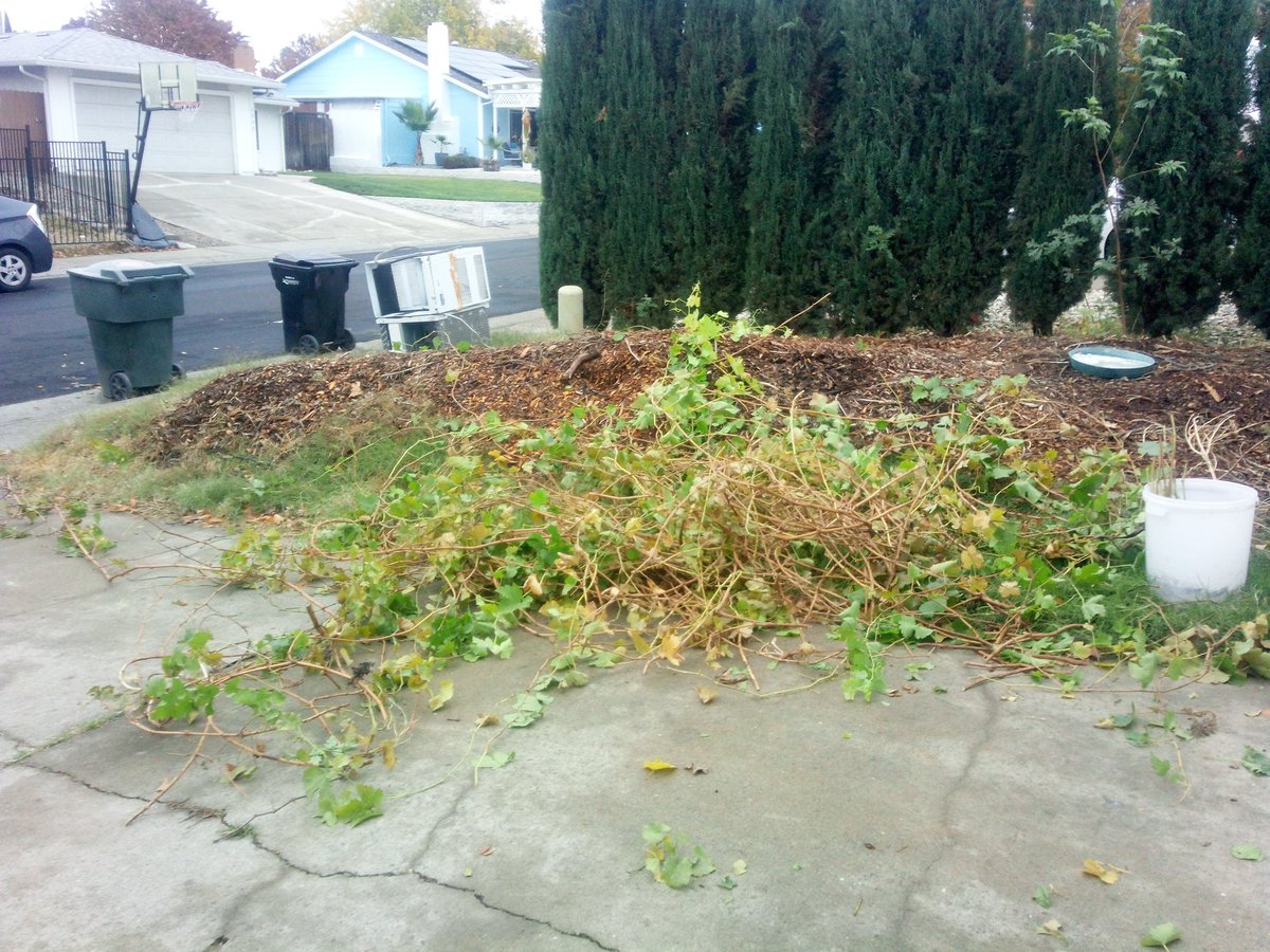 916FarmerBoy's tweet image. #GrapeVine #WineGrape #Vineyard #Grape #Grapes #propagation