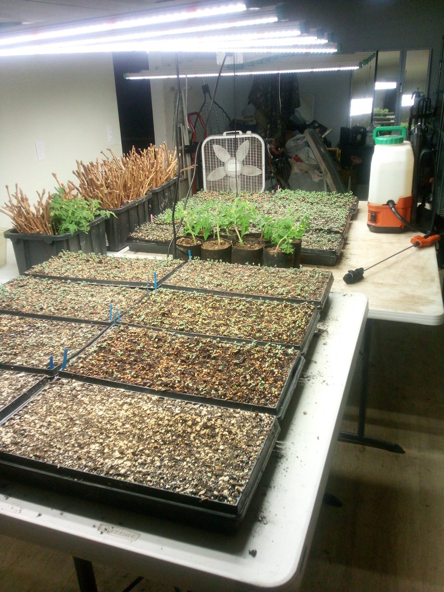 916FarmerBoy's tweet image. #GrapeVine #WineGrape #Vineyard #Grape #Grapes #propagation