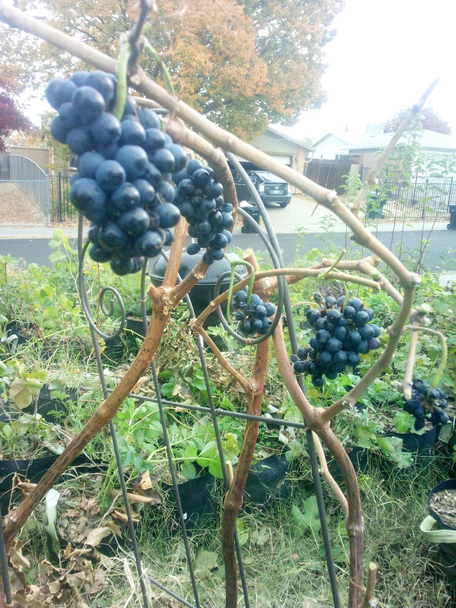 916FarmerBoy's tweet image. #GrapeVine #WineGrape #Vineyard #Grape #Grapes #propagation