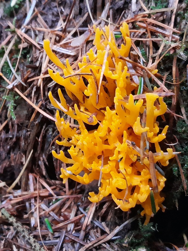 Colofn Cynefin wsos yma
#yagym #BydNatur #ffwng
arasgwrnygraig.blogspot.com/2024/11/pawb-a…