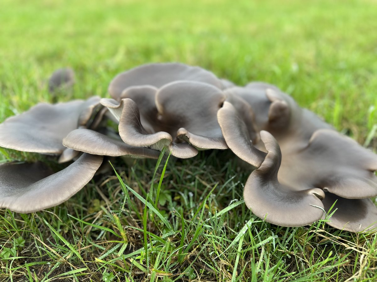 Jan Maaskant tweet media