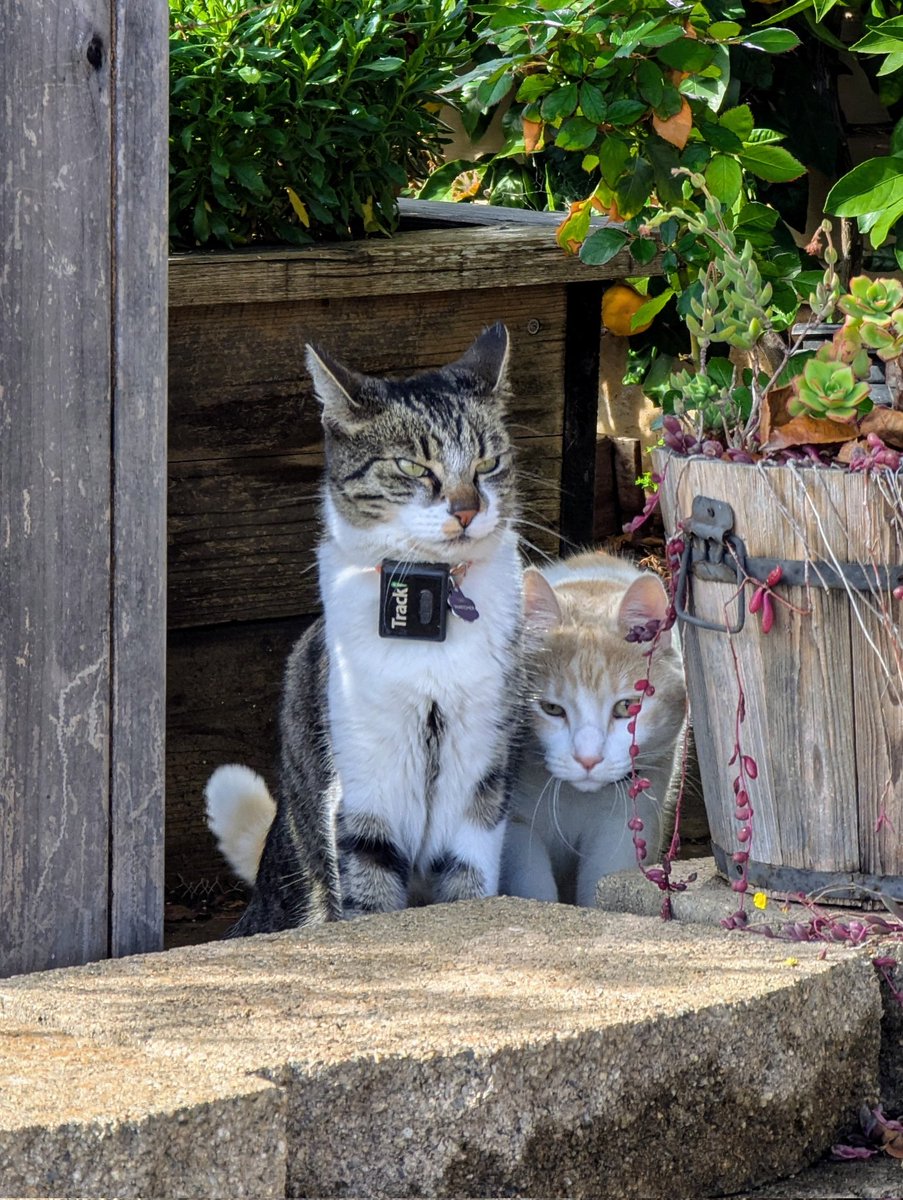 First sun after days of Atmospheric River rains. Milk Tea carefully follows Watcher out and about.