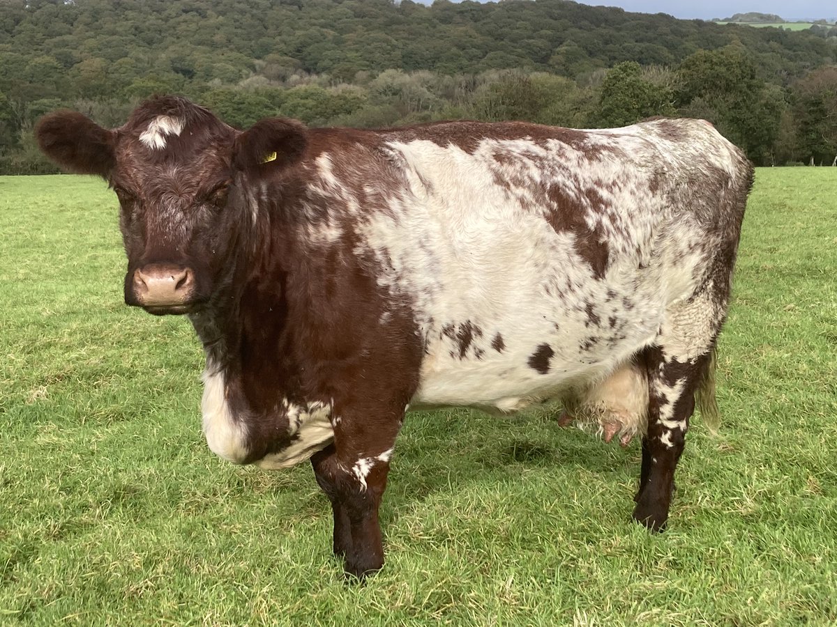 SouthYeoEast's tweet photo. Wow 🤩 Can I just say this has been one of the most positive weeks ever on Twitter (still can’t bring myself to call it X). So much love for farmers, thank you. In the current climate it’s good to know that we are actually appreciated 😘 Back at you https://t.co/1f3pQxtqaB