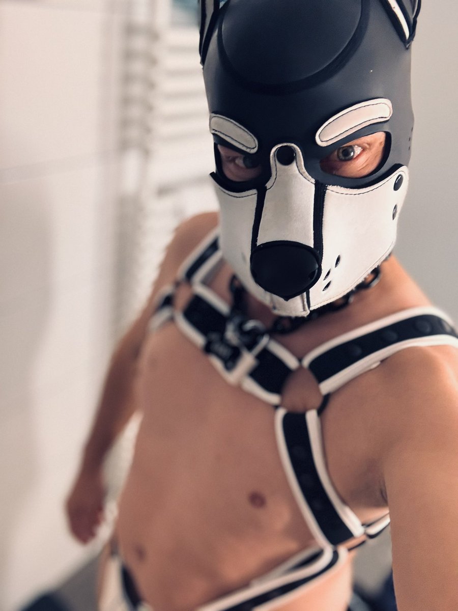 RiseofGray's tweet photo. Horny puppy in Zurich … wanna play ? https://t.co/edK7ZIPcye