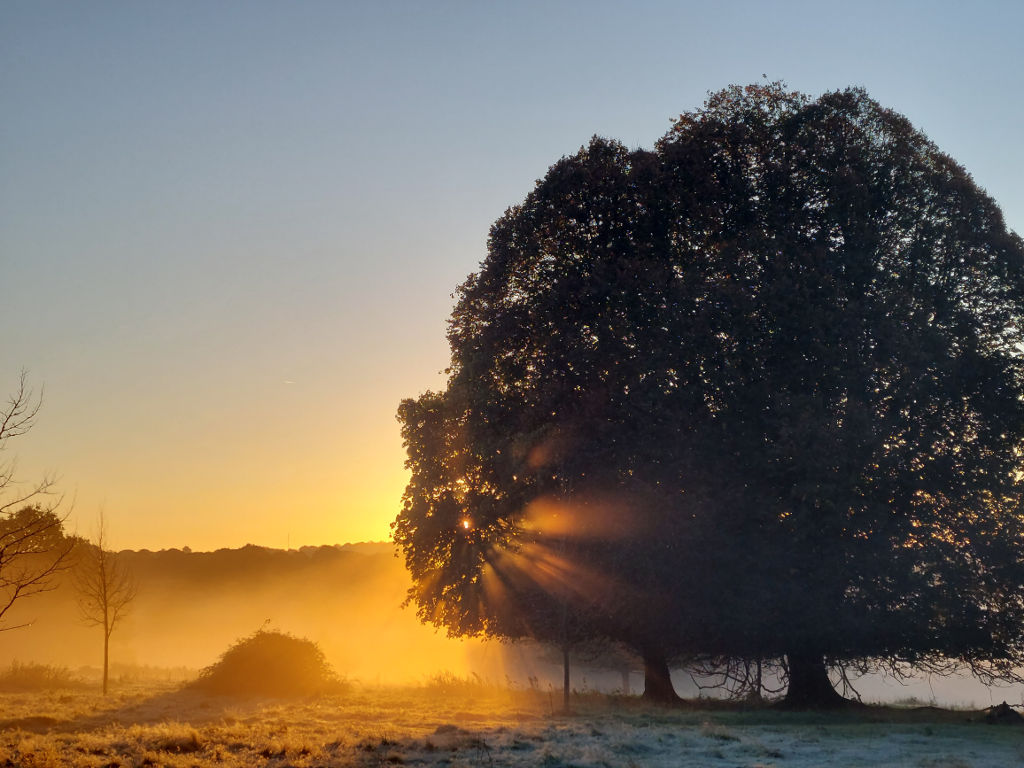 As it is #NationalTreeWeek here are a couple of the lovely old Oaks in Buxted Park, Sussex. I'm drifting over to where skies are bluer and more peaceful