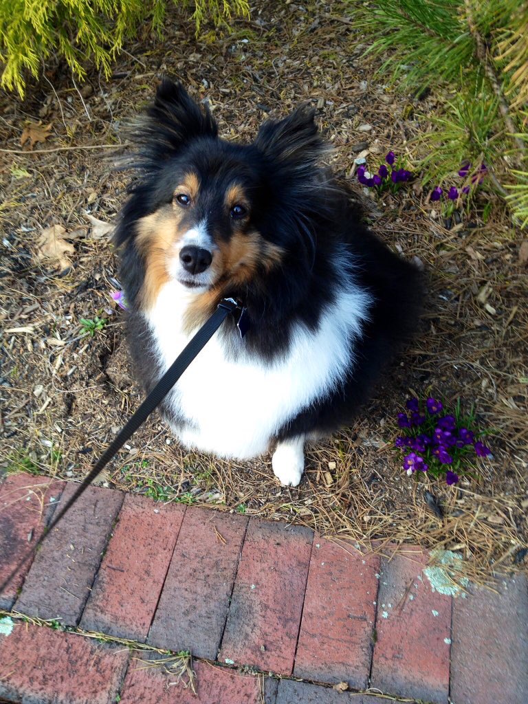 YouBeSherlock's tweet photo. I’ll never be over missing her. #FairIslesCameronGrace 💔🐾🌈 https://t.co/pjWfM6Yoz5