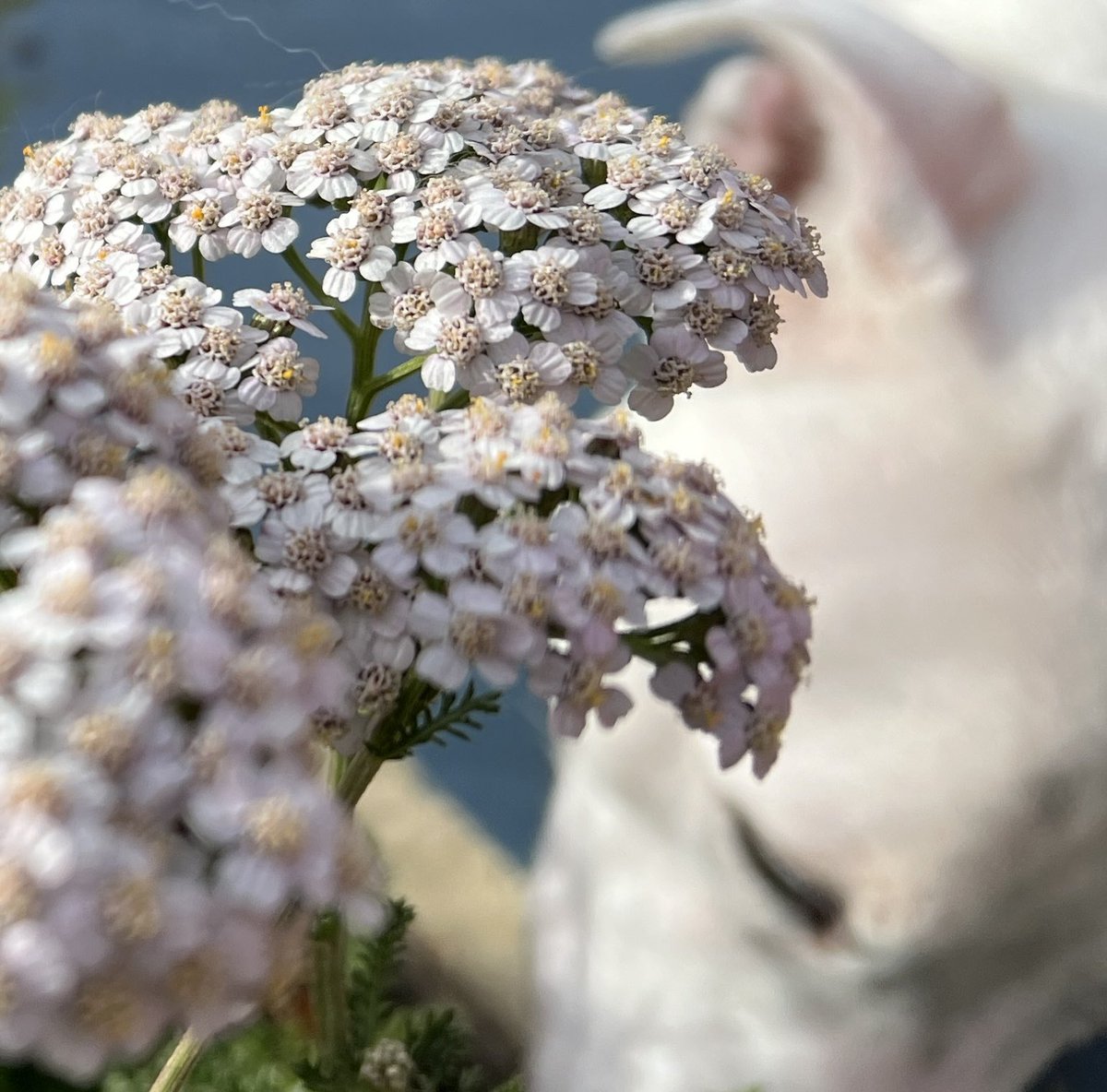 cloud_pov's tweet image. 