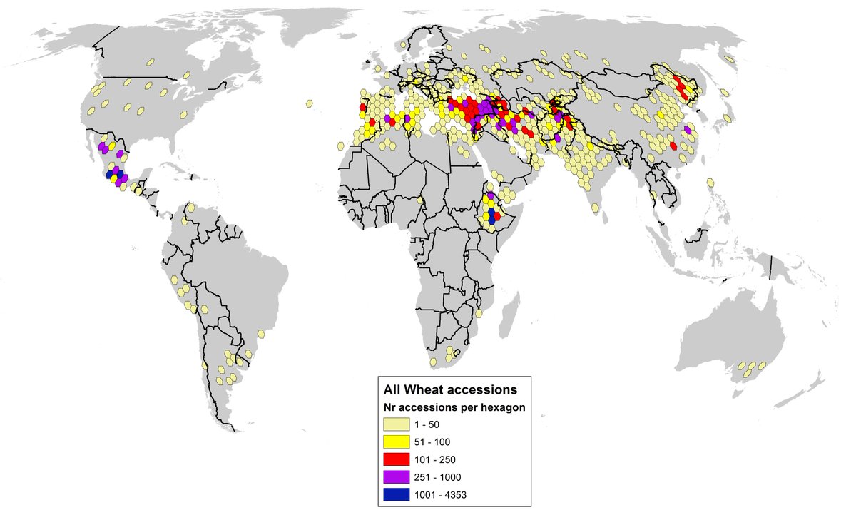 #30DayMapChallenge Day 23: Memory
Remembering the many generations of farmers that started to domesticate #wheat over 10,000 years ago
Holdings of CIMMYT's wheat genebank