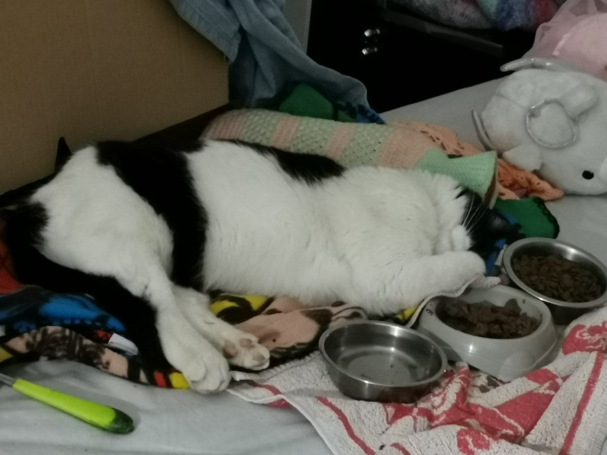 justThemys's tweet image. My girl Félixette has been hit by a car.
She has a dislocated hip that will require surgery. She's set for next week and the cost is estimated at around 1k €
We can't cover it all so we're trying to gather the amount. Any help/sharing is appreciated 🙏💖
ko-fi.com/themys
