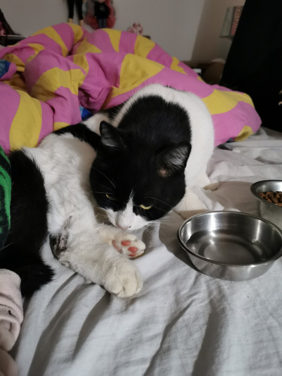 justThemys's tweet image. My girl Félixette has been hit by a car.
She has a dislocated hip that will require surgery. She's set for next week and the cost is estimated at around 1k €
We can't cover it all so we're trying to gather the amount. Any help/sharing is appreciated 🙏💖
ko-fi.com/themys