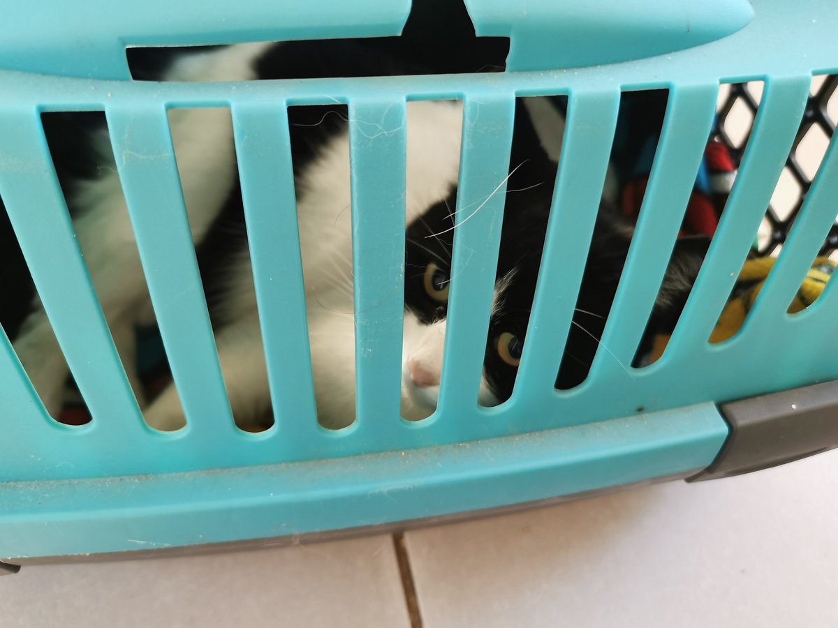 justThemys's tweet image. My girl Félixette has been hit by a car.
She has a dislocated hip that will require surgery. She's set for next week and the cost is estimated at around 1k €
We can't cover it all so we're trying to gather the amount. Any help/sharing is appreciated 🙏💖
ko-fi.com/themys