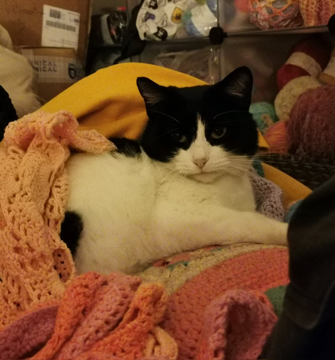 justThemys's tweet image. My girl Félixette has been hit by a car.
She has a dislocated hip that will require surgery. She's set for next week and the cost is estimated at around 1k €
We can't cover it all so we're trying to gather the amount. Any help/sharing is appreciated 🙏💖
ko-fi.com/themys