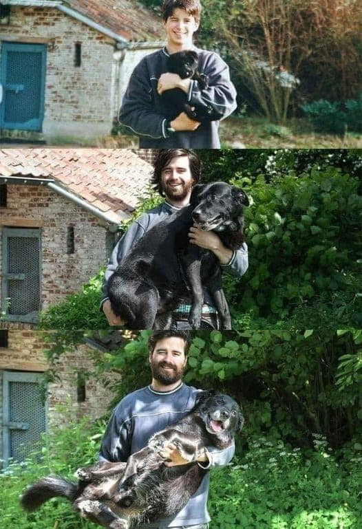 𝕏 Dogs tweet media