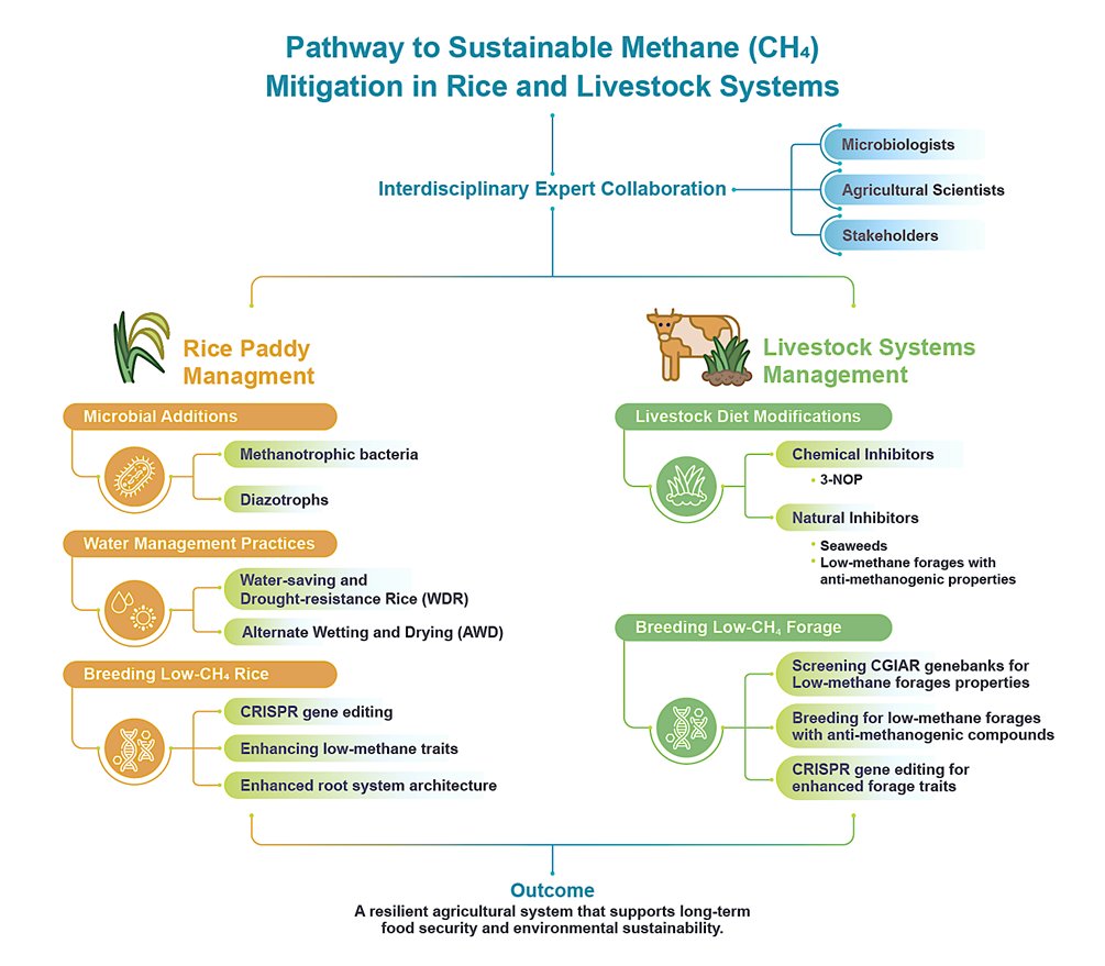 MPlantPCom's tweet image. Unleashing Strategies to Mitigate Methane Emissions in Rice Fields and Livestock System #comment #MolecularPlant cell.com/molecular-plan…