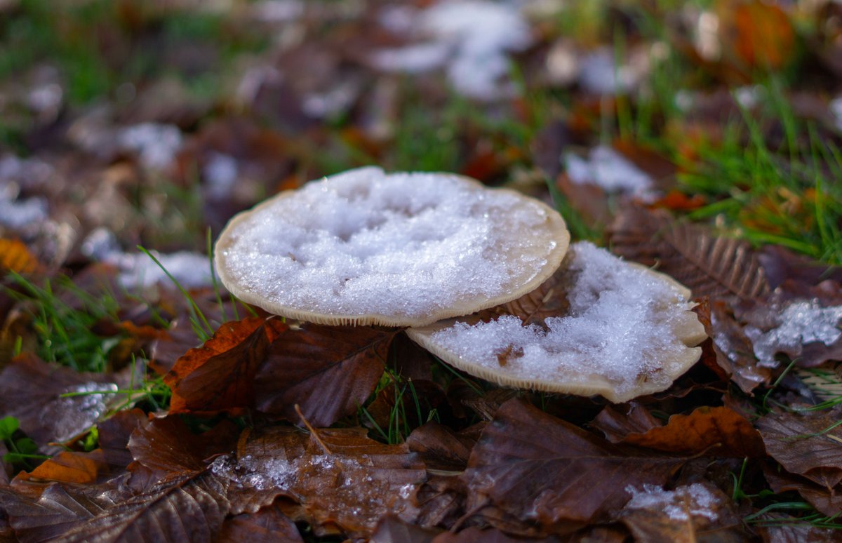 DorteHedengran's tweet photo. Fungi in snow and frost🍄
#Denmark #SonyAlpha #NaturePhotography #photooftheday #November23th #SaturdayVibes #SaturdayMood #Saturday #fungi #mushrooms
📸Dorte Hedengran https://t.co/j5b9xWUaJr