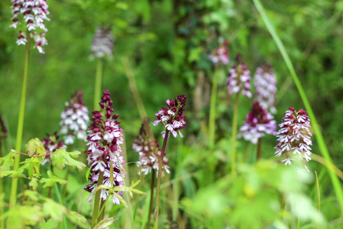Hugo_mtn_'s tweet photo. Après presque 8 mois de retard, retour sur la découverte des orchidées de la Vallée du Pressoir (79).
Avec des Orchis pourpres, Ophrys araignée, Orchis singe, Orchis morio.

Pour plus de photos, j'ai lancé mon compte insta photos (lien en bio) https://t.co/3Nl9wxyPLd