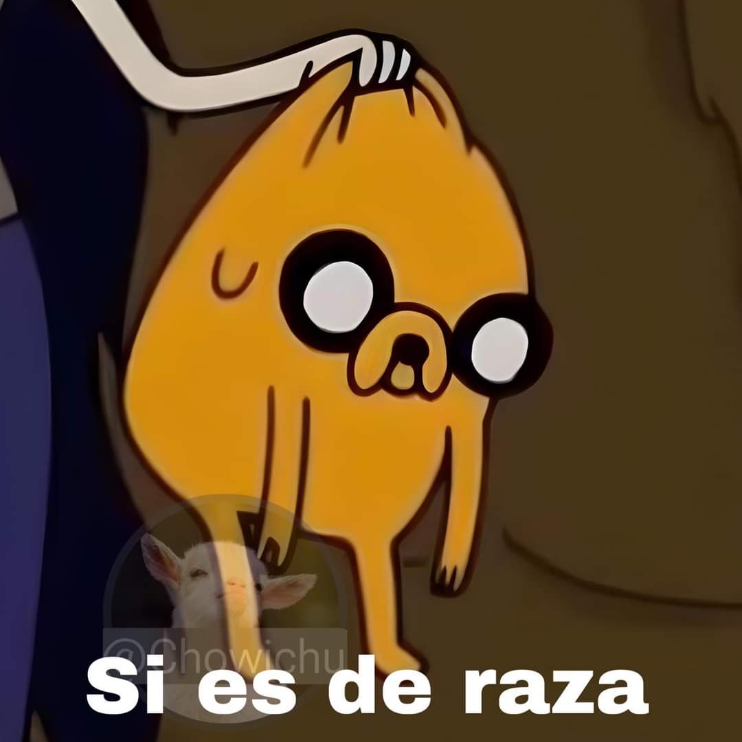 nacional_memes's tweet image. Mi apá el día que nos trajo al firulais: