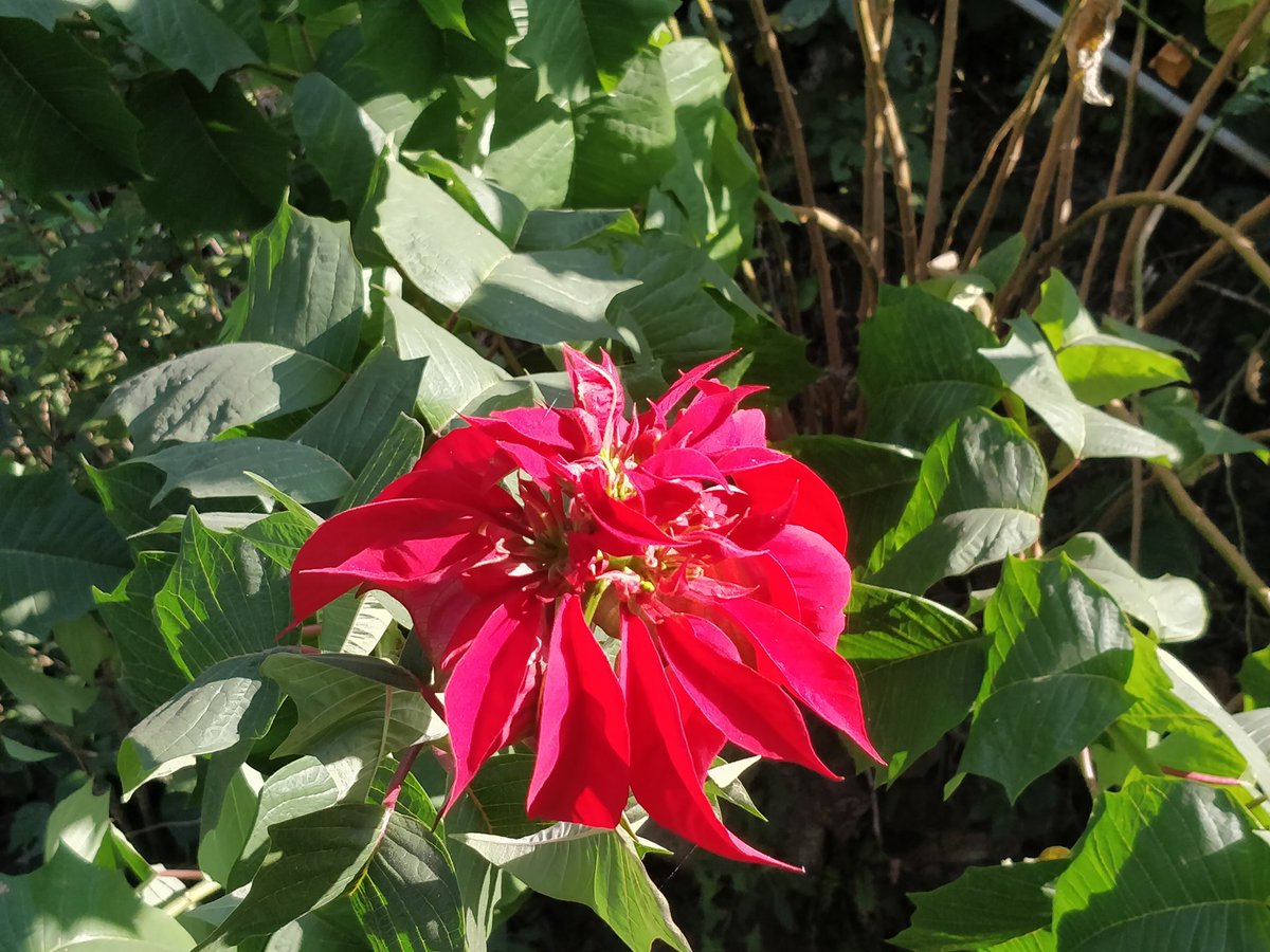 divyaasrisri's tweet photo. Poinsettia , ~ D ☘︎
#NaturePhotography
#photographylovers
#photographers
#photography
#garden #photo
#nature #Flowers
#NatureBeauty
#flowerpictures
#saturdaymorning
#trendingpost
#SimpleFeelings https://t.co/cFo2ji2JlE
