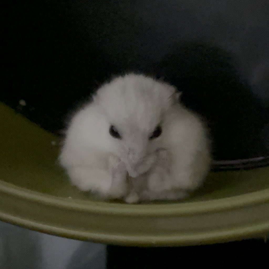 hamcookiester tweet picture