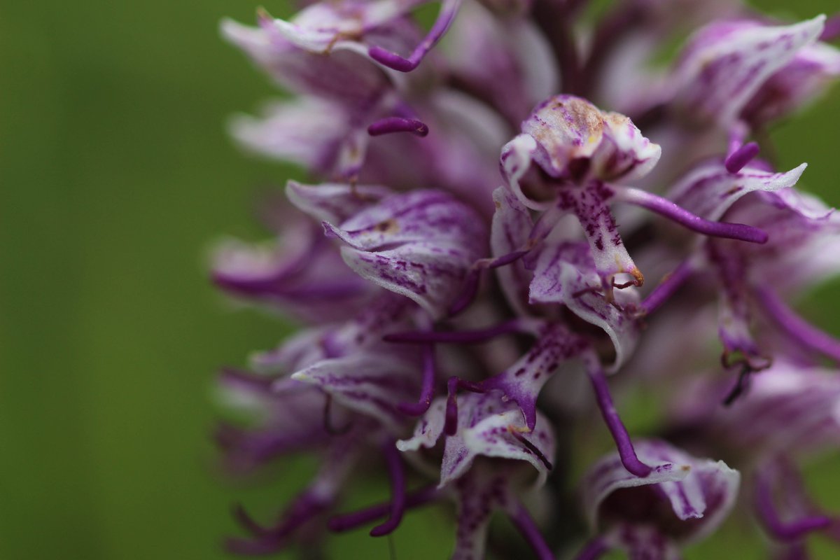 Hugo_mtn_'s tweet photo. Après presque 8 mois de retard, retour sur la découverte des orchidées de la Vallée du Pressoir (79).
Avec des Orchis pourpres, Ophrys araignée, Orchis singe, Orchis morio.

Pour plus de photos, j'ai lancé mon compte insta photos (lien en bio) https://t.co/3Nl9wxyPLd