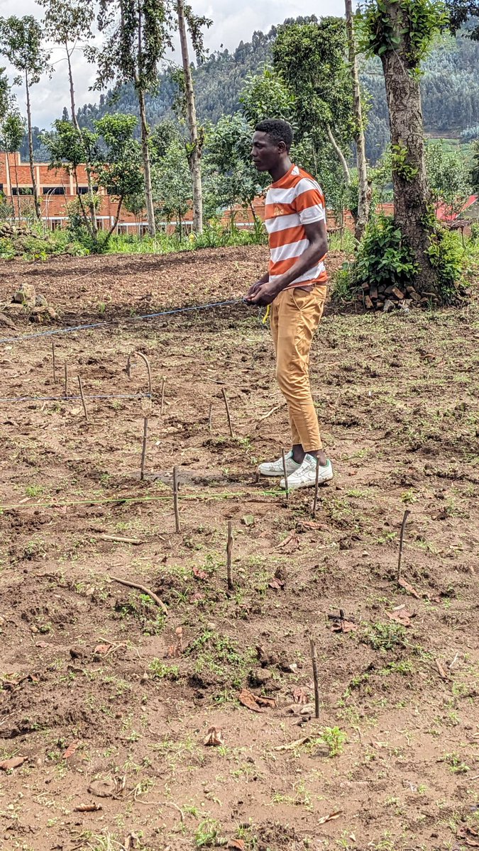 BanganiroraE's tweet photo. Field experimental designi agriculture, research driven youth endless forward. https://t.co/eA0jh7iXl6