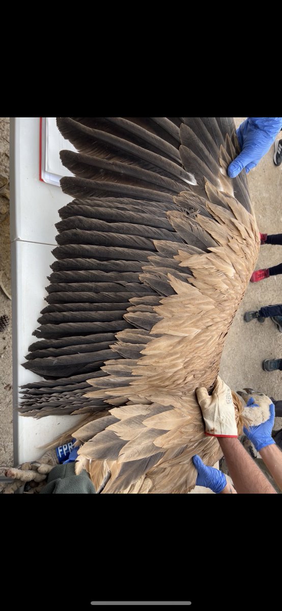 Claudio_Amorosb's tweet photo. Esta mañana anillando dinosaurios. Que bonicos que son, por algo son mi especie fav. 🦅🪶 https://t.co/IDXgqeFCra