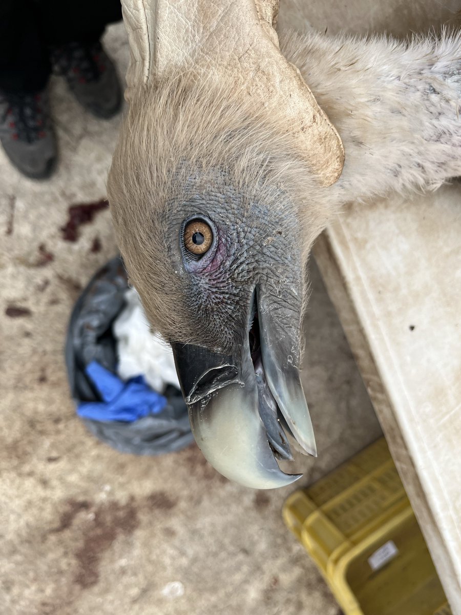 Claudio_Amorosb's tweet photo. Esta mañana anillando dinosaurios. Que bonicos que son, por algo son mi especie fav. 🦅🪶 https://t.co/IDXgqeFCra
