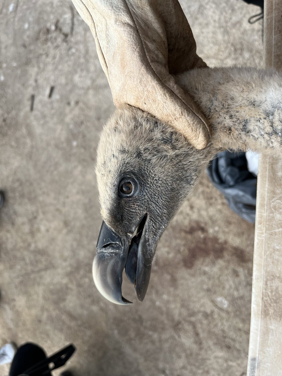 Claudio_Amorosb's tweet photo. Esta mañana anillando dinosaurios. Que bonicos que son, por algo son mi especie fav. 🦅🪶 https://t.co/IDXgqeFCra