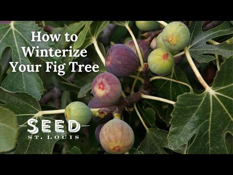 Seed St. Louis tweet media