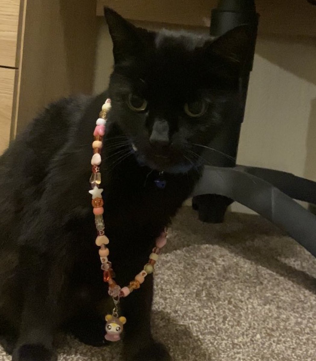 OtdBCat's tweet photo. Today's black cat is Doodie!! 🖤🖤🐈‍⬛ https://t.co/XmLfCmjesU
