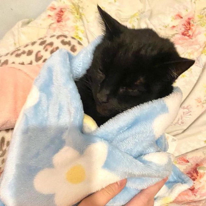 OtdBCat's tweet photo. Today's black cat is Doodie!! 🖤🖤🐈‍⬛ https://t.co/XmLfCmjesU