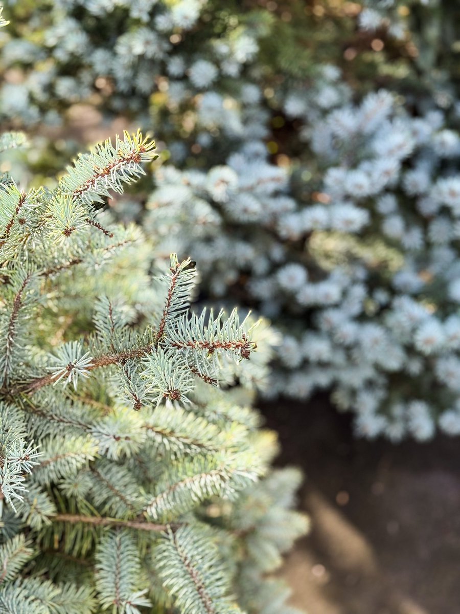 Vivers Ernest 🧡 Home & Garden tweet media
