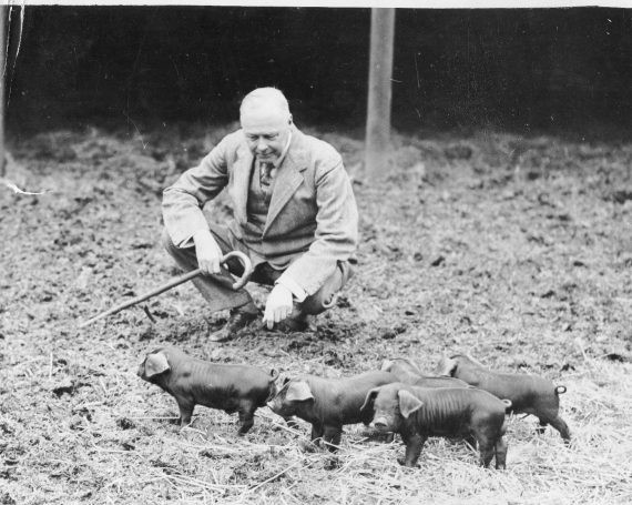 Is there anything cuter than five tiny piglets?  Sir William Joynson-Hicks, first Viscount Brentford and former Home Secretary, shown on his farm in Newick Park, Sussex, with five little piglets, c1930 ref: ACC 10951/1/2/54 #EYATiny
