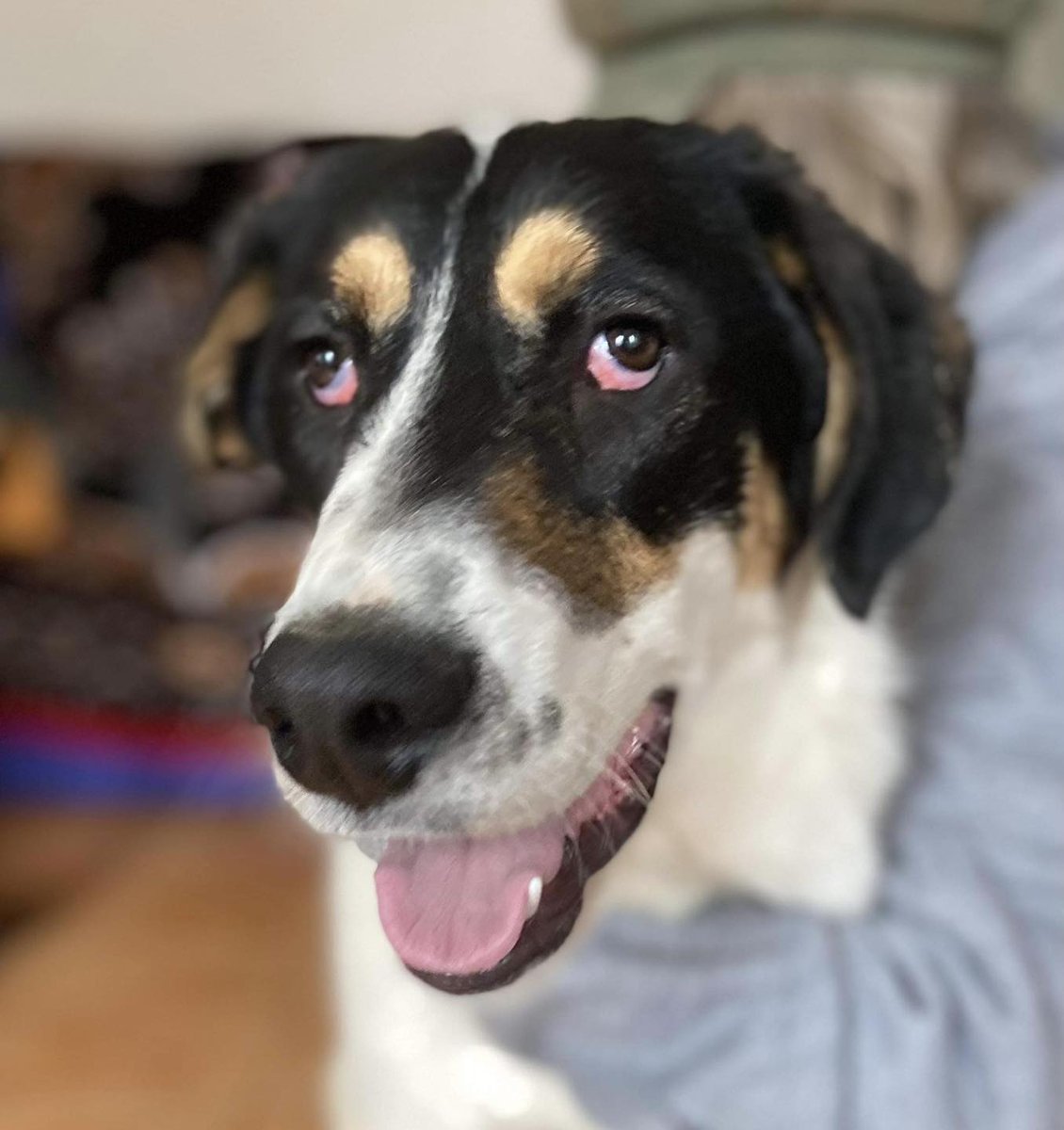 rescuedoggypaws's tweet photo. Lets introduce you to Treacle who's currently in Romania
As he isn’t the most handsome boy, he has been totally overlooked by everyone for over 16 months What he hasn’t got in looks, he has so much love to give his forever family
https://t.co/DIAaXqrXj2
https://t.co/1enGjr5kSa https://t.co/hESKIUmRhw