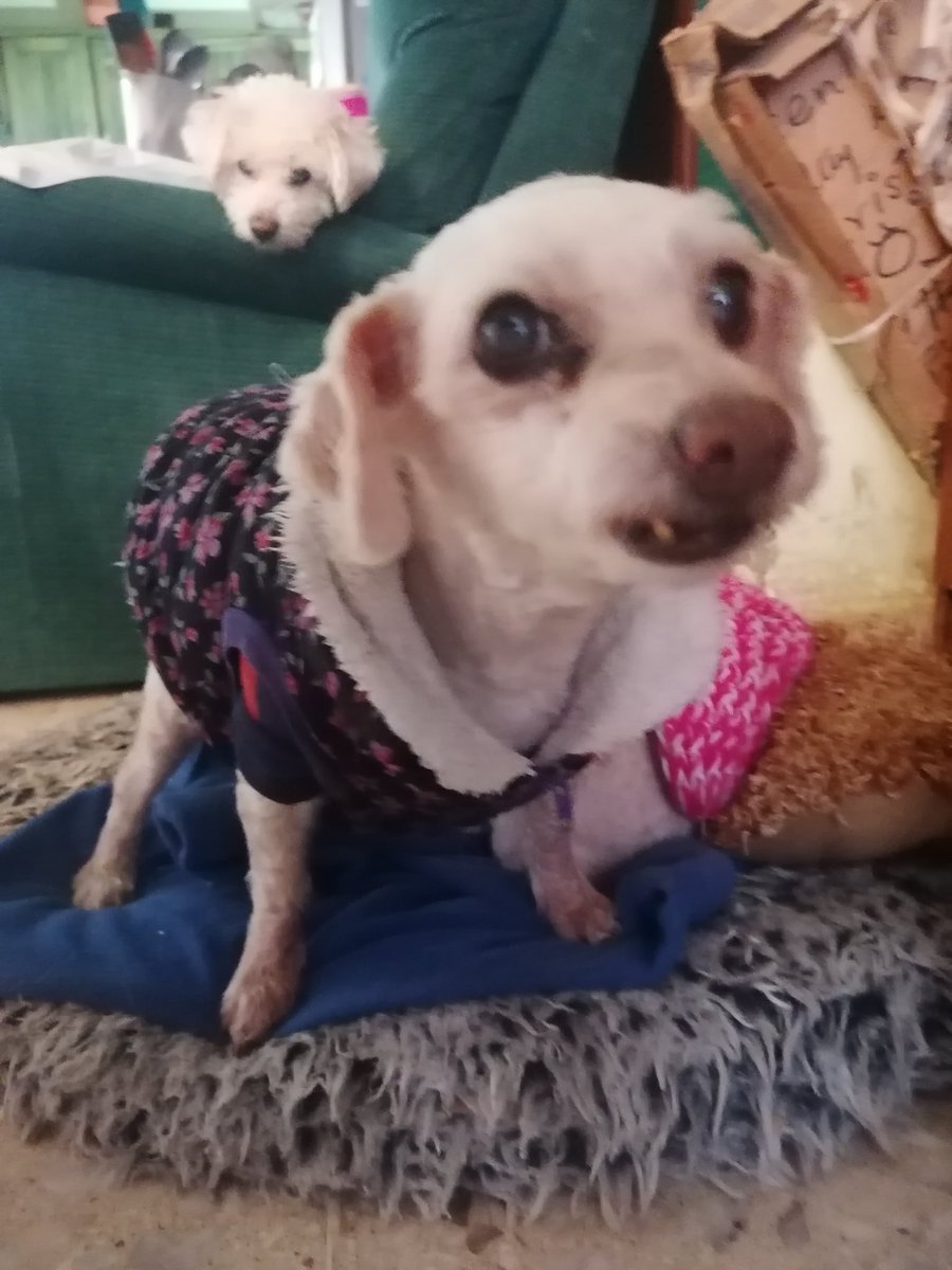Moni_PS's tweet photo. Vuela alto pequeña
Gracias por tantos años
Por tu alegría
Nos deja muy triste tu partida https://t.co/5D3CRoCr8D