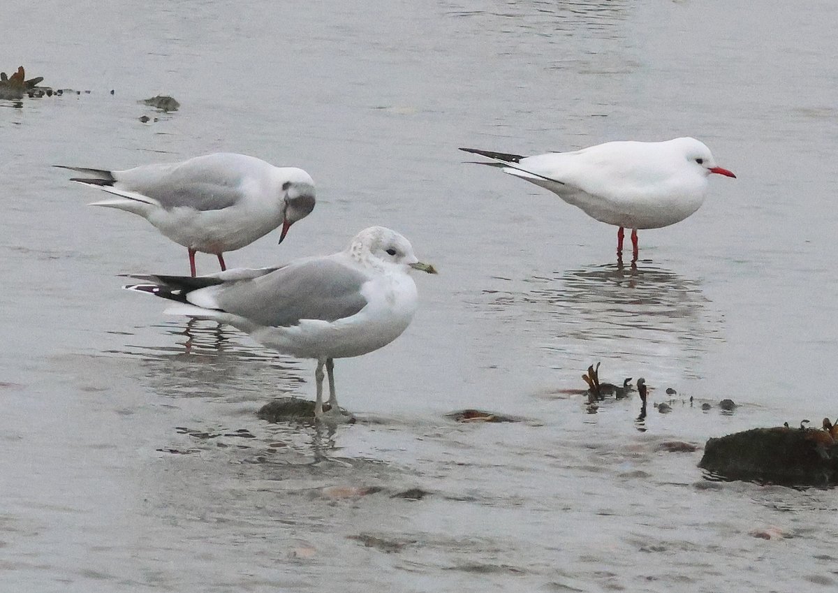23 Nov. Musselburgh. Grey Phalarope at the Esk mouth (distant photos!), 2 Little Auks, and returning white Black-headed Gull <a href="/birdinglothian/">Birding Lothian</a> <a href="/KGbirder/">KGbirder</a>
