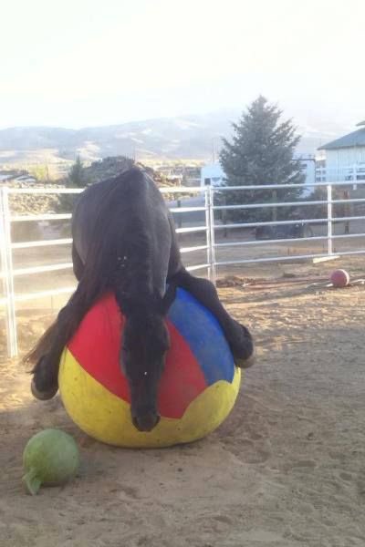 horse on large tricolored ball blue red yellow colors fun playtime bouncy joy