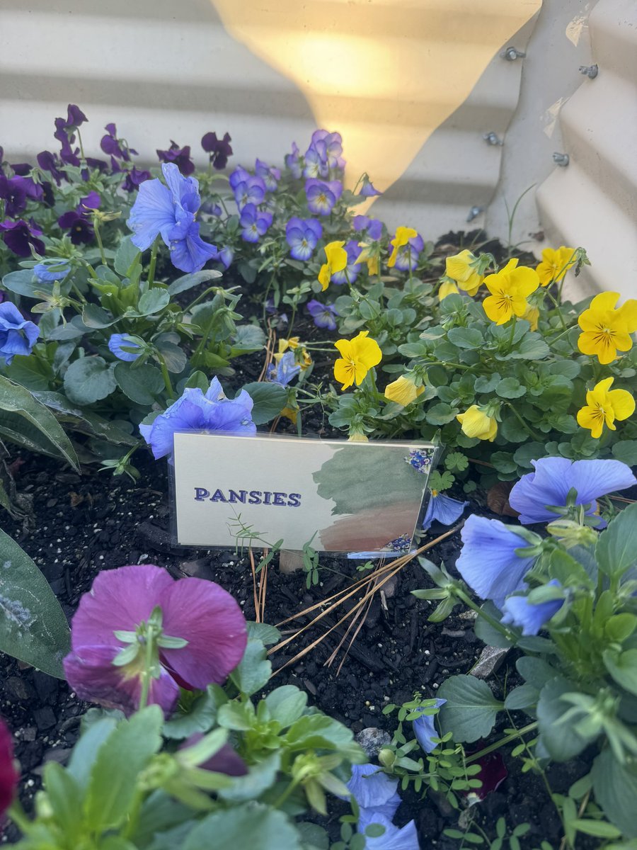 I love the custom signs one of my students made to help identify the items in our fall garden beds. ❤️ <a href="/RPMscience/">ℝ𝕠𝕤𝕖𝕞𝕒𝕣𝕪 𝕄𝕖𝕤𝕤𝕖𝕟𝕘𝕖𝕣 🦅</a>