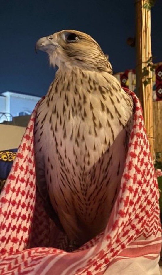 آمنه إلمحّمد tweet media