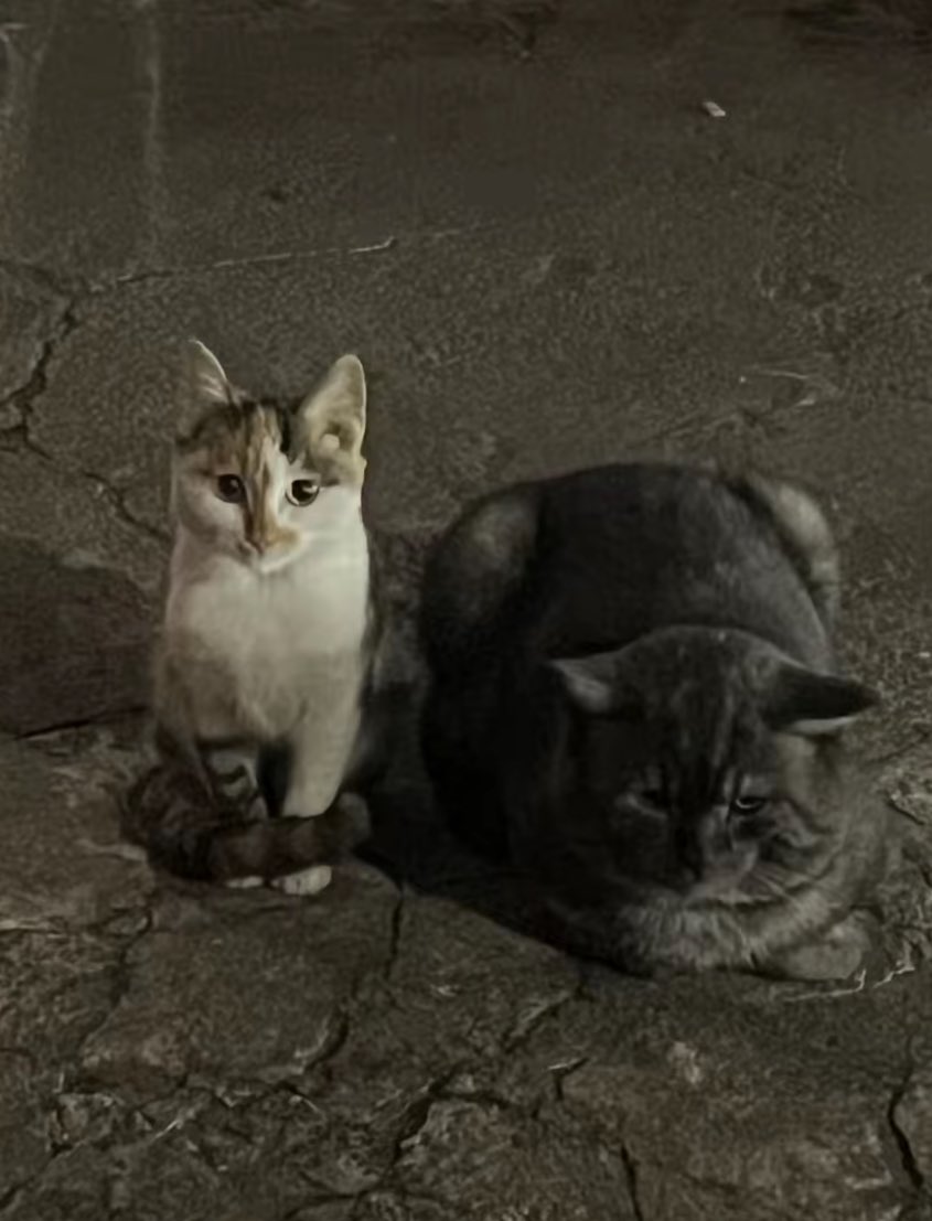 PunchingCat's tweet photo. he won’t abandon his daughter ❤️ https://t.co/9a0p9e4LFr