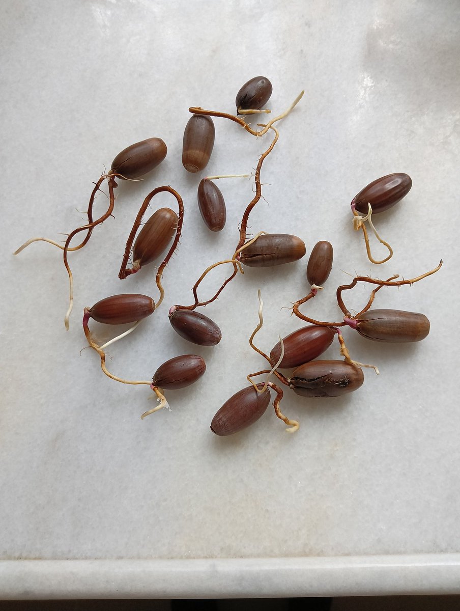 TBMM bahçesinden getirilip çimlendirilen milli ağacımız meşenin palamutlarını yağış öncesi muhtelif yerlerde toprakla buluşturduk. İnşallah Fenerbahçemizin amblemindeki gibi kudretli birer ağaç olurlar.