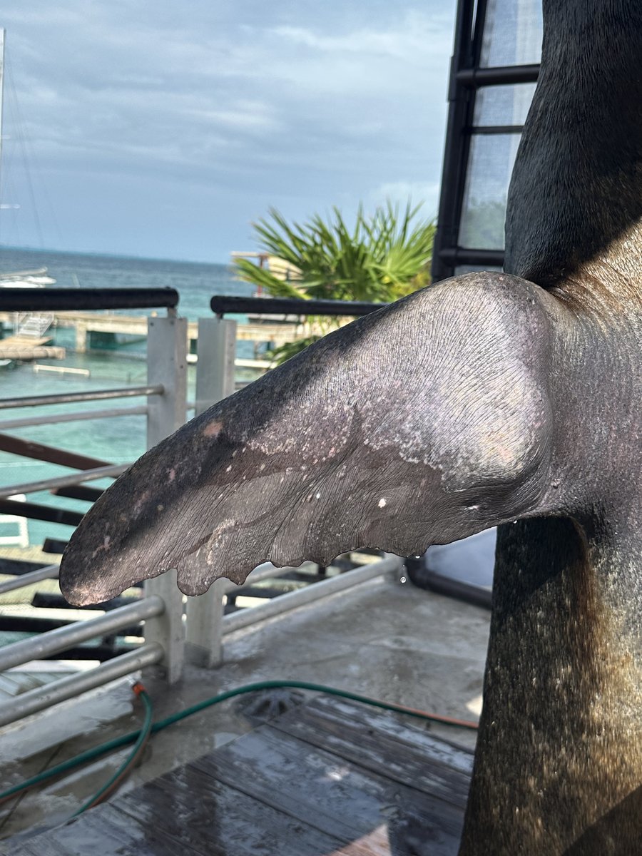 Dolphin Discovery tweet media