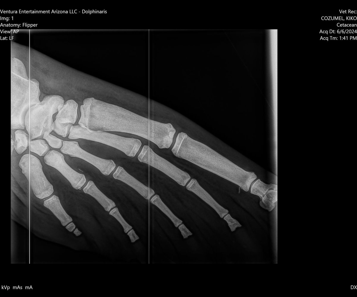 Dolphin Discovery tweet media