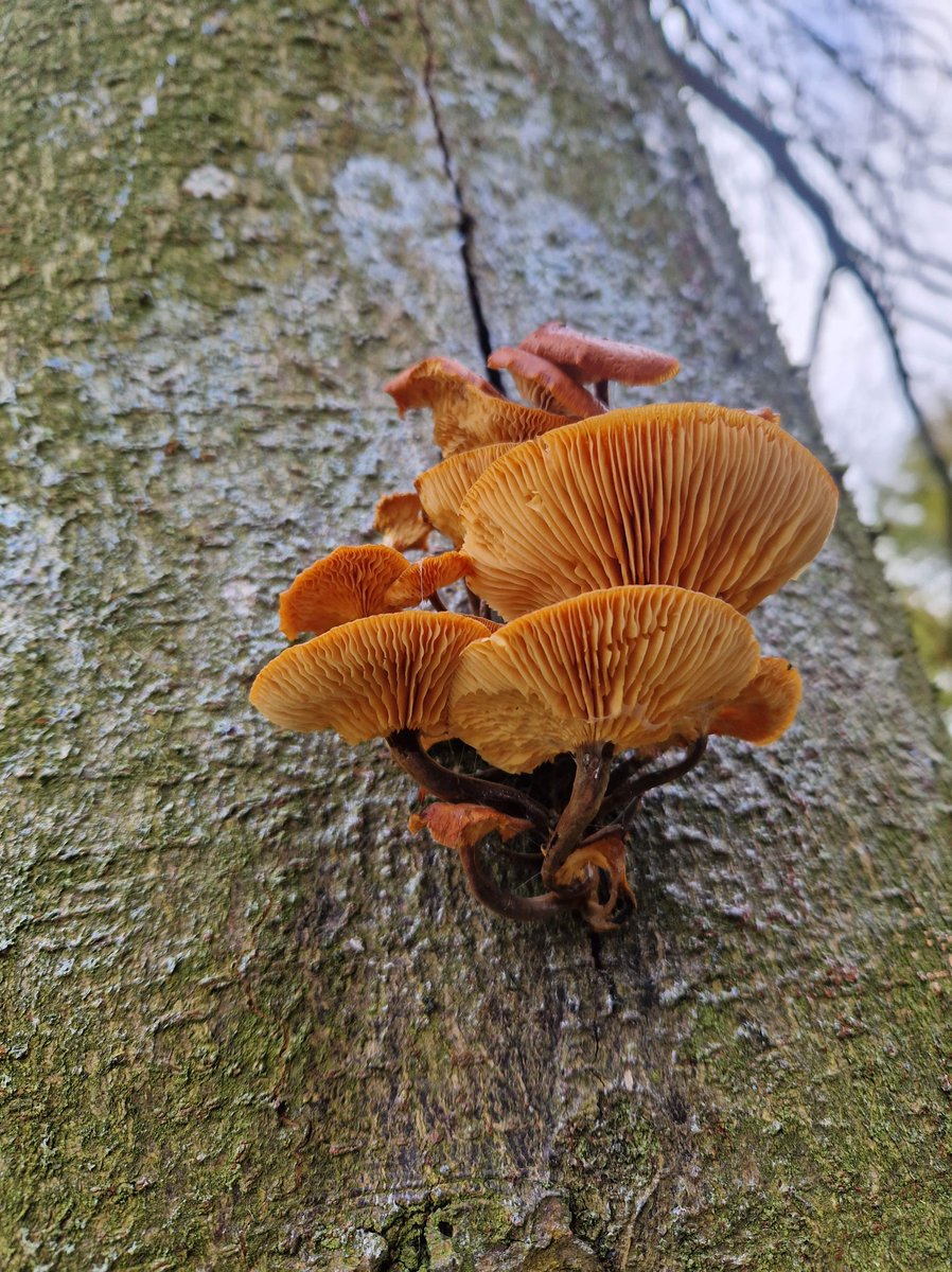 Abbey_Retreat's tweet photo. Fungi #burystedmunds #lavenham #holidaycottage #holiday #staycation #hottub #thatched #countryliving #suffolk #holidaywithkids https://t.co/txJwwyRRQ6