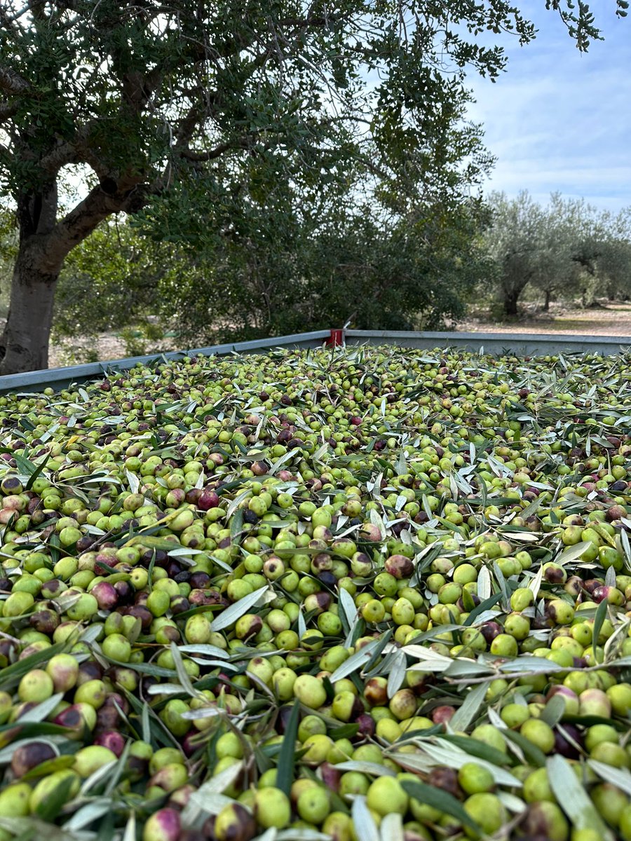 either_mark's tweet photo. Oli de les #TerredDelEbre suau al paladar però amb consistència. Un xic afruitat i fet amb l'oliva salivenca típica del #Perello i l'#AmetllaDeMar Digui el què diqui en @salvadorilla un oli de molta més qualitat que el de Jaén. A més de #KMzero #ConsumDeProximitat https://t.co/jsytVLhl6h