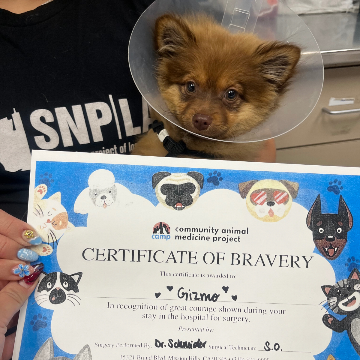 campclinics's tweet image. Meet Gizmo, our little hero! 🐾🏅 He received his lifesaving neuter surgery at our Mission Hills clinic. This brave pup was all wags and kisses, charming our team every step of the way! 🏆🐶❤️ #campclinicsLA 
#BraveGizmo #PuppyPower #ConeOfCourage