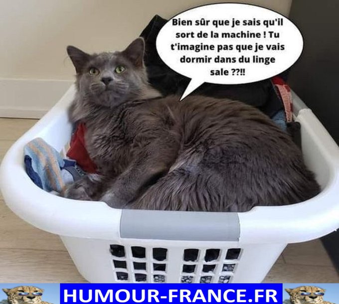 text alternatif