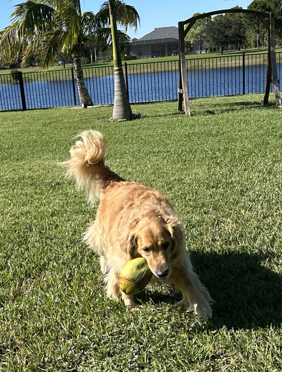 WrigleyGolden's tweet photo. Got my first coconut https://t.co/B0orarMDKG