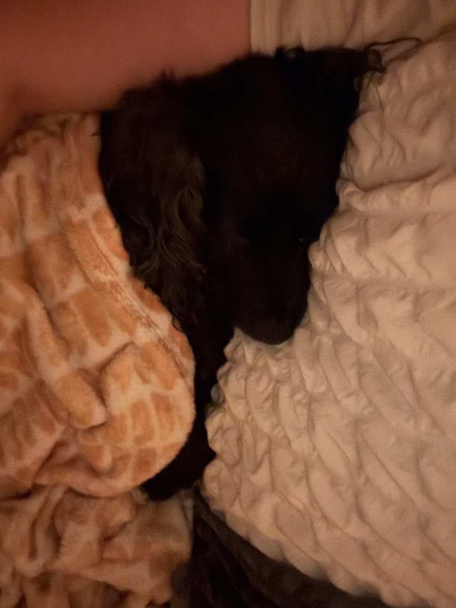 My girl is poorly. Up all night with a bad tummy and all she wants is to be curled up beside me. I hate seeing her unwell. She’s seeming better today but still wants to be snuggled up as close as possible 😔 #dogsarefamily #dogsofX #cockerspaniel #cornwall