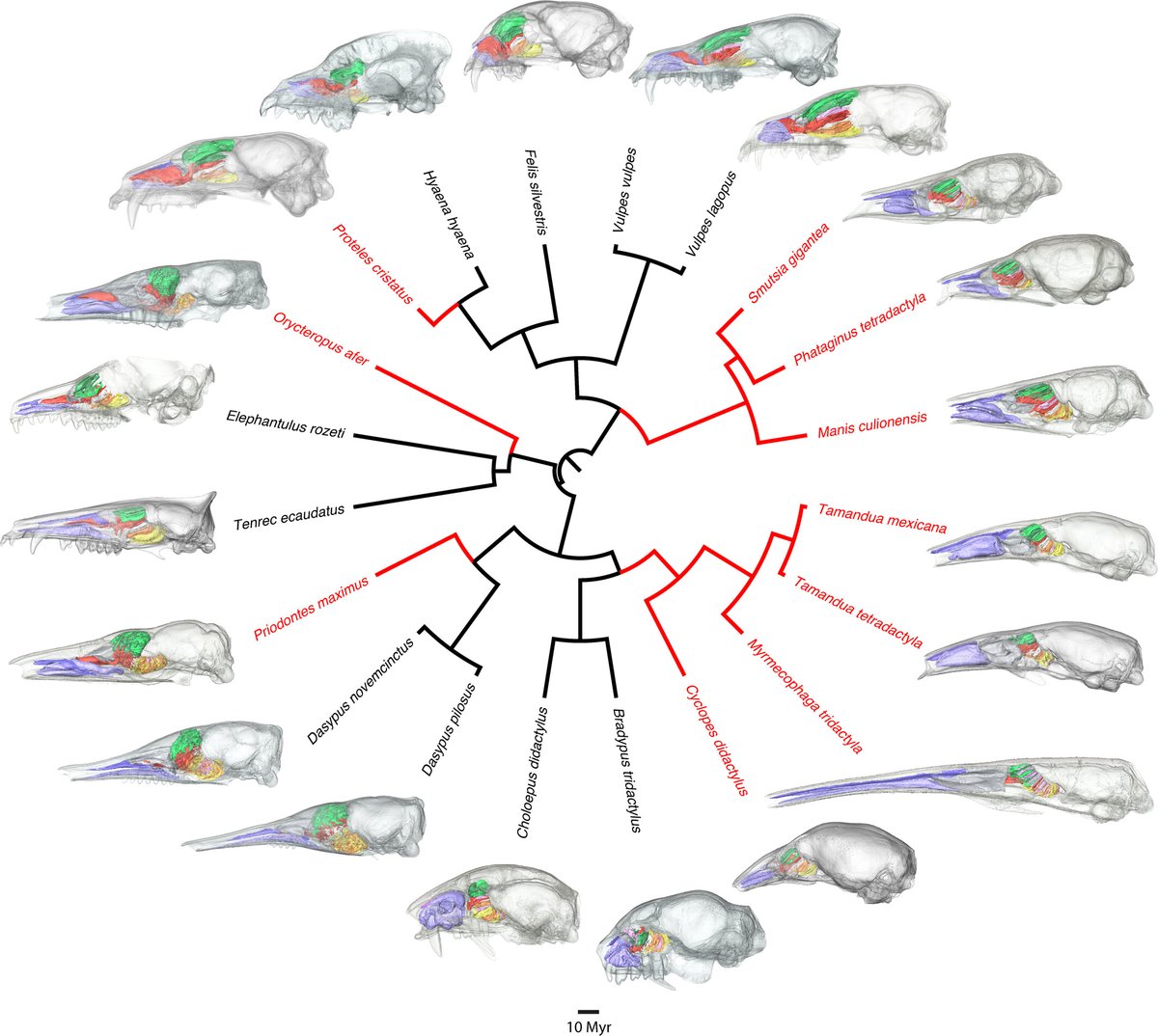 Does a longer snout mean better smell? New CT study of 10 myrmecophagous mammals &amp; relatives found no link b/w elongated snouts &amp; improved olfactory capabilities. But turbinal convergence in aardvarks &amp; armadillos reflects complex ecology
Wright et al: doi.org/10.1002/ar.256…
